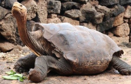Черепаха Дієґо, відповідальна за збереження свого виду, повернеться у природнє середовище на острови Галапагос