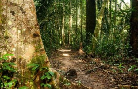 Після місяця пошуків у Амазонському лісі жінку з трьома дітьми знайшли живими