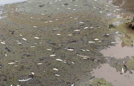 Через попіл від пожеж в Австралії загинули сотні тисяч риб