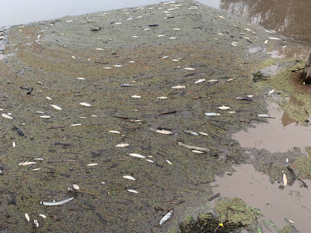 Через попіл від пожеж в Австралії загинули сотні тисяч риб