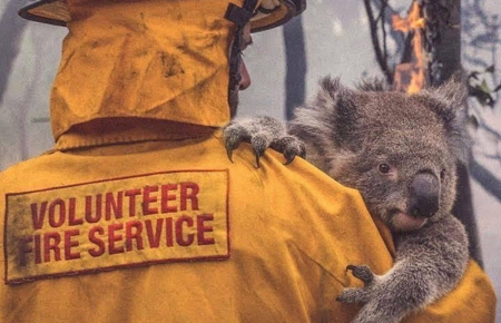Пожежі в Австралії: природа буде відновлюватися, але деякі види ми вже втратили — еколог Карабчук