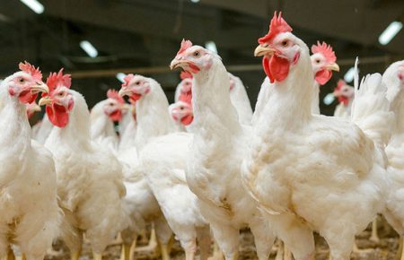 Пташиний грип: у Держпродспоживслужбі застерегли від купівлі курятини на стихійних ринках