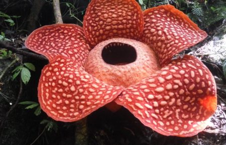 В Індонезії знайшли найбільшу квітку в світі