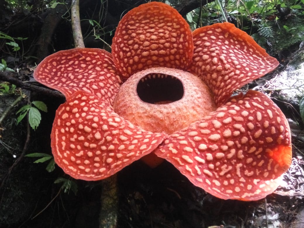 В Індонезії знайшли найбільшу квітку в світі
