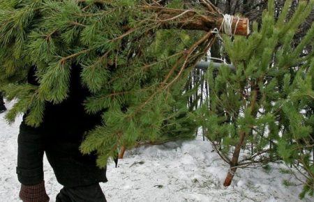 У Києві запрацювали 15 пунктів прийому новорічних ялинок