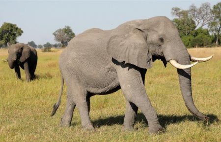 У Ботсвані на аукціоні продали перші після зняття мораторію ліцензії на полювання на слонів