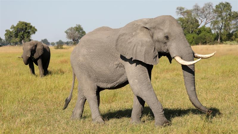 У Ботсвані на аукціоні продали перші після зняття мораторію ліцензії на полювання на слонів