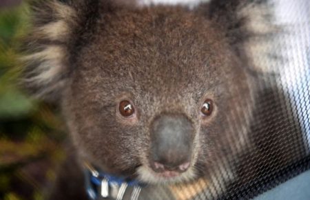 В Австралії у зрубаному лісі знайшли десятки мертвих коал