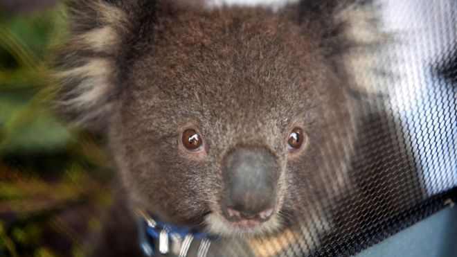 В Австралії у зрубаному лісі знайшли десятки мертвих коал