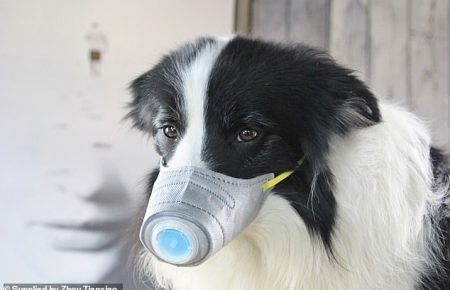 У Китаї власники домашніх тварин купують маски для своїх собак через поширення коронавірусу