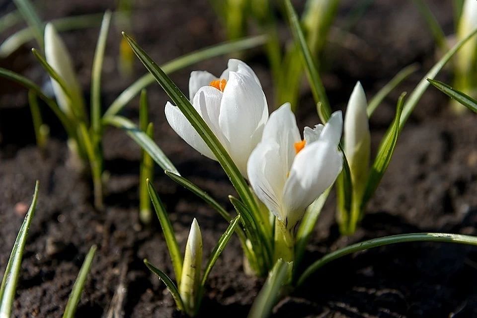 Синоптики прогнозують аномально теплу весну в Україні