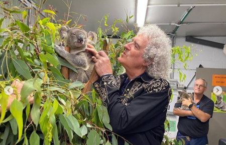 Гітарист Queen Браян Мей дав сольний концерт для коали, яку врятували від пожеж (відео)
