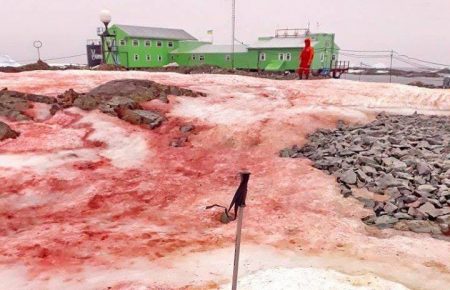 Червоний сніг в Антарктиді — це водорості захищаються від стресу, нічого фантастичного — Дикий