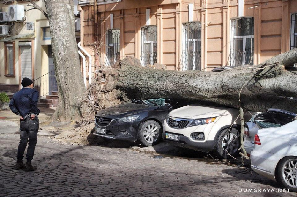 Буревій в Одесі: загинула жінка, на яку впало дерево