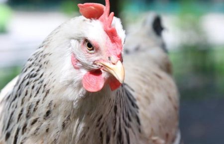 ЕС снял запрет на ввоз мяса птицы из Украины