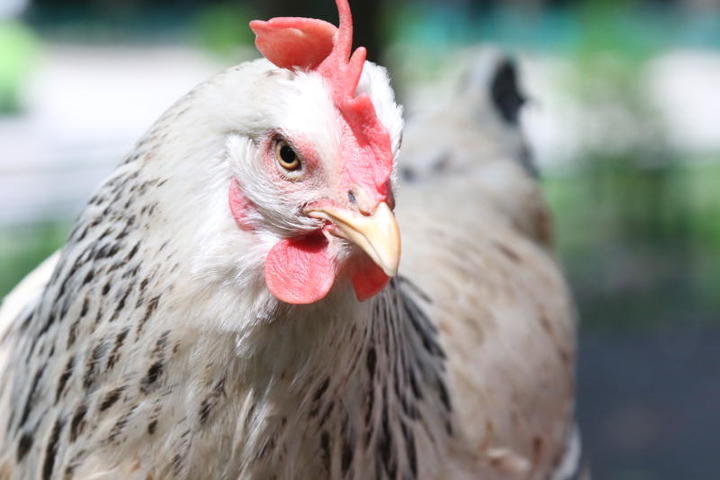 ЕС снял запрет на ввоз мяса птицы из Украины