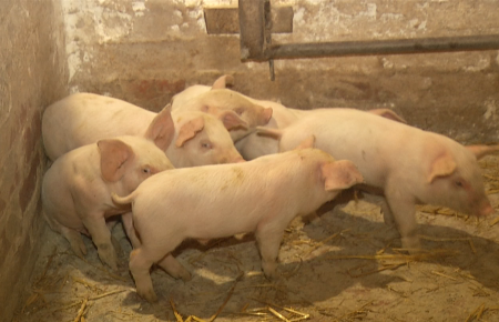 Як на Луганщині господарство із кількох десятків свиней розвинулось до потужної ферми?