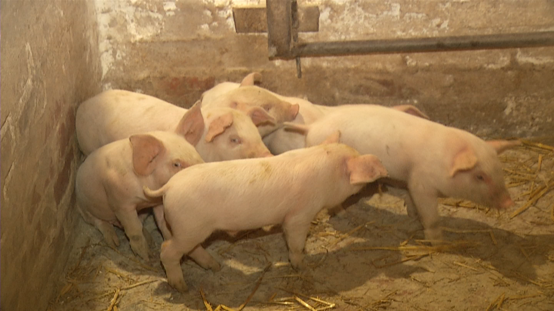 Як на Луганщині господарство із кількох десятків свиней розвинулось до потужної ферми?
