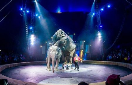 Українські державні цирки до 2021 року мають відмовитися він номерів із тваринами
