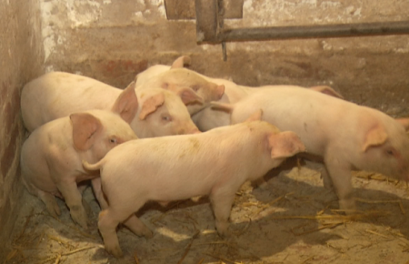 Как на Луганщине хозяйство из нескольких десятков свиней развилось до мощной фермы?