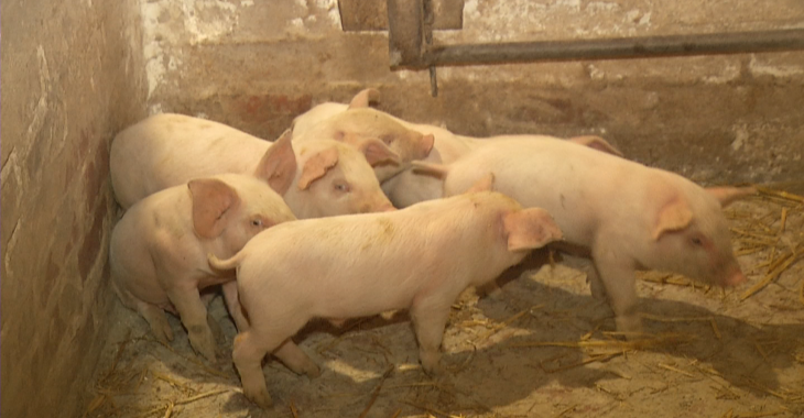 Как на Луганщине хозяйство из нескольких десятков свиней развилось до мощной фермы?