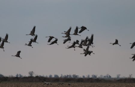 Птахи, які через теплу погоду завчасно прилетіли в Україну, можуть загинути через морози — орнітолог