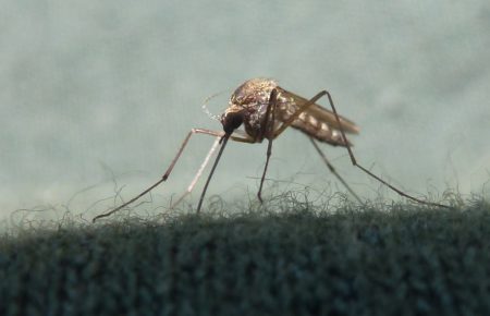 Укуси комарів: які препарати слід застосовувати, щоб не занести інфекцію