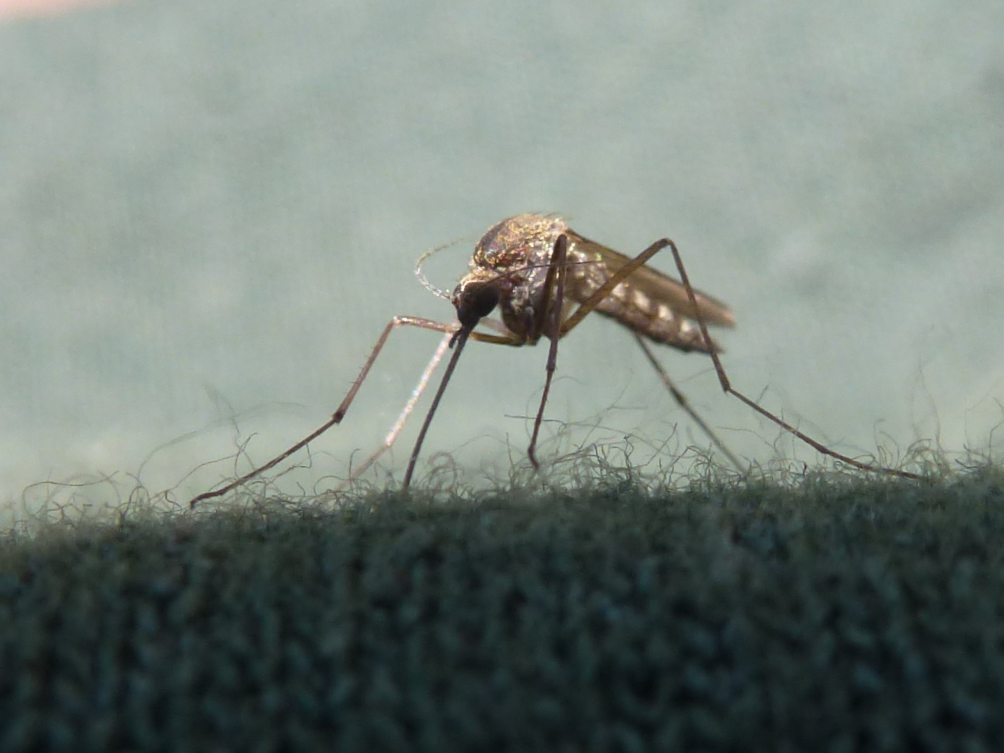 Укуси комарів: які препарати слід застосовувати, щоб не занести інфекцію