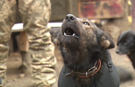 На Луганщині у одному з підрозділів служить пес Патрон, який вміє співати (відео)