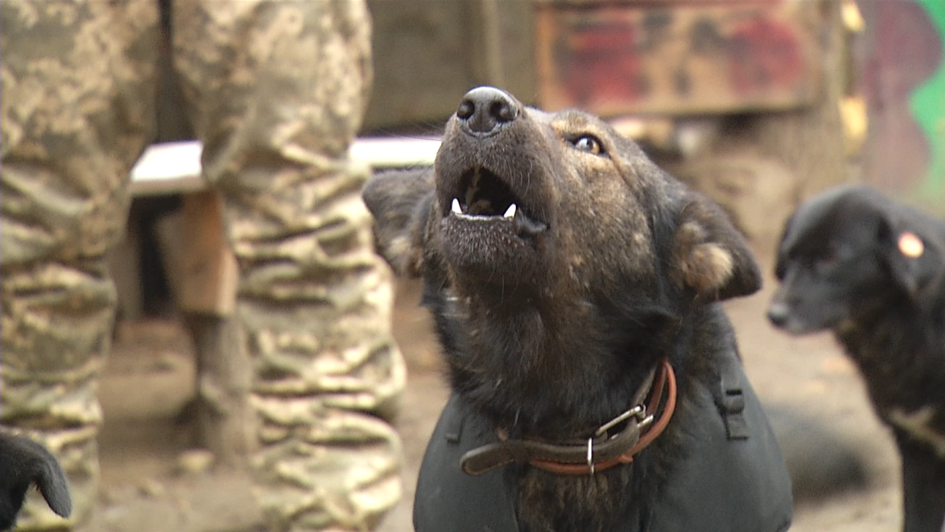 На Луганщині у одному з підрозділів служить пес Патрон, який вміє співати (відео)