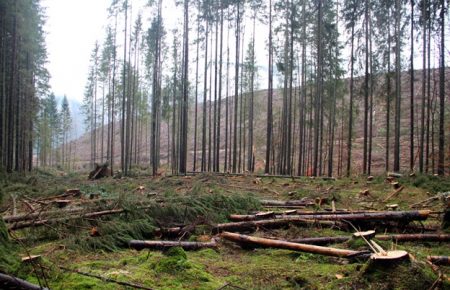Еколог: Україна, мабуть, єдина країна Європи, де понад половину деревини заготовлюють санітарними рубками