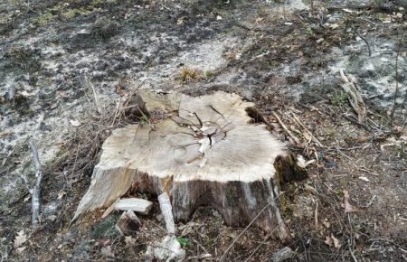 За два месяца полтора гектара вырезали: на Волыни сельчане выразили протест против вырубки леса