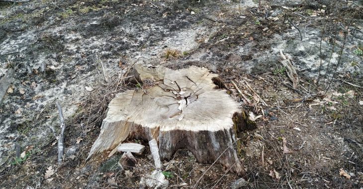 За два месяца полтора гектара вырезали: на Волыни сельчане выразили протест против вырубки леса
