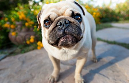 У США вперше виявили коронавірус у собаки