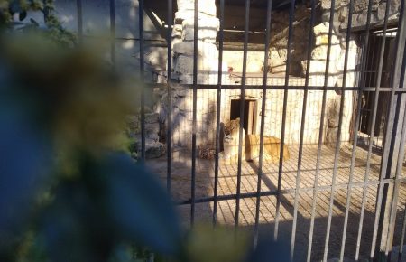 Как выживают украинские зоопарки в условиях карантина