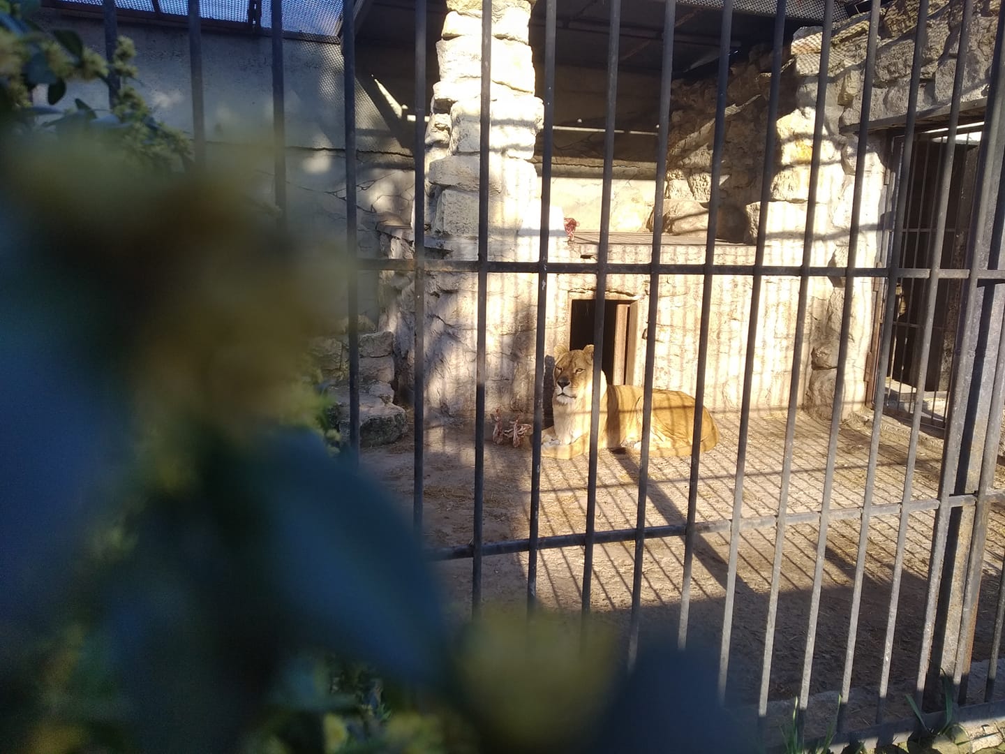 Як виживають українські зоопарки в умовах карантину