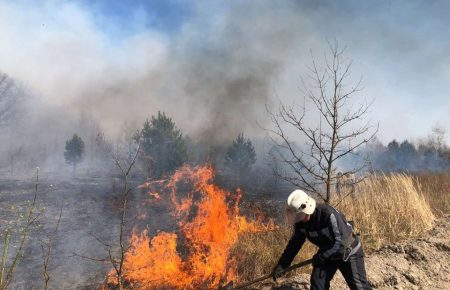 У Київській області ліквідували лісову пожежу – ДСНС