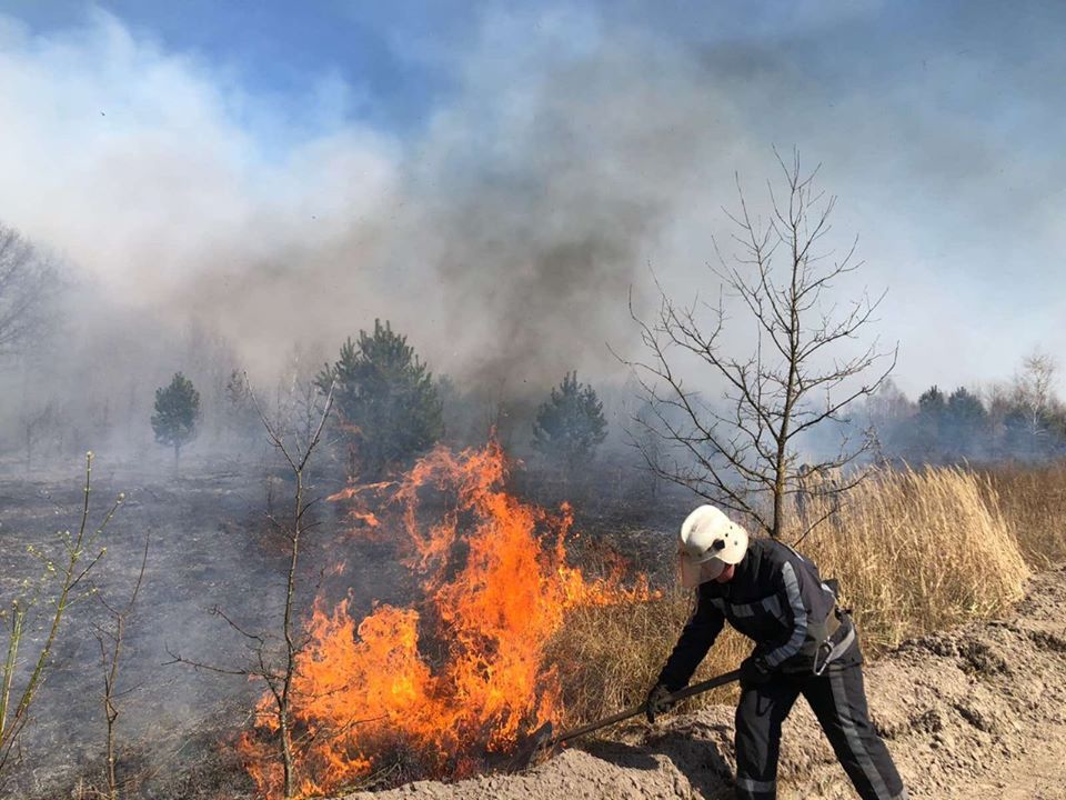 У Київській області ліквідували лісову пожежу – ДСНС