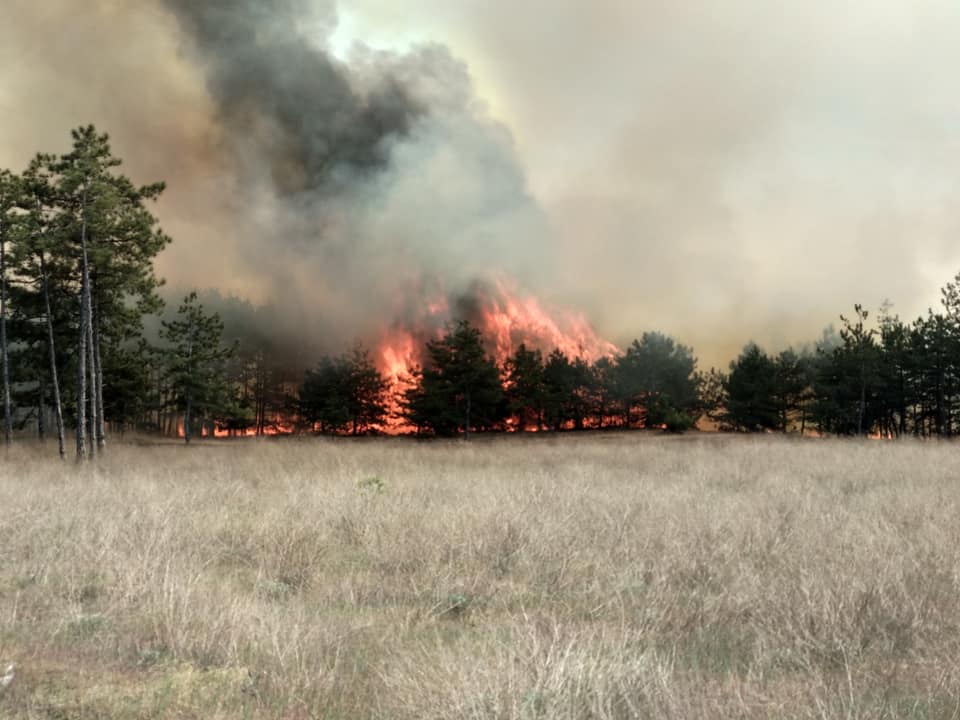 На Запоріжжі горить ліс: вогонь охопив 5 га площі