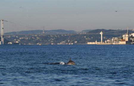 Поки у Стамбулі триває комендантська година у протоку Босфор повернулись дельфіни