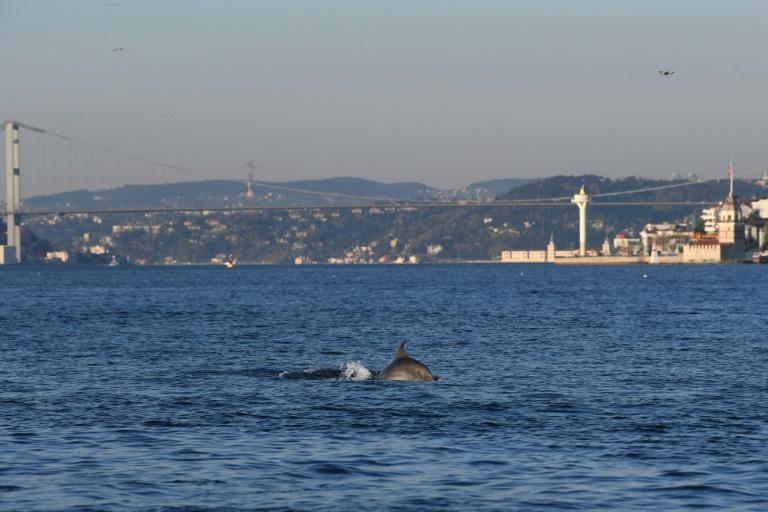 Поки у Стамбулі триває комендантська година у протоку Босфор повернулись дельфіни