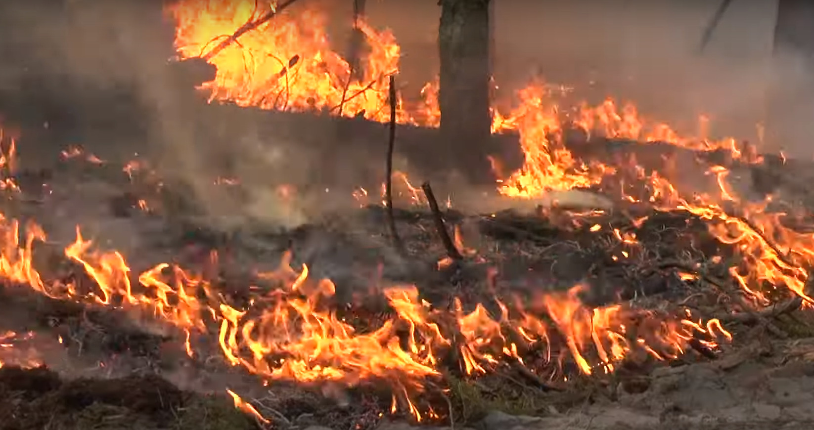 Перші пожежі в екосистемах почалися ще в січні — Оксана Ковальчук