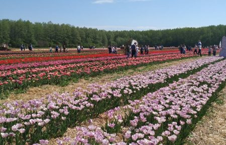 На Волыни в первый день ослабления карантина провели фестиваль тюльпанов (фото)
