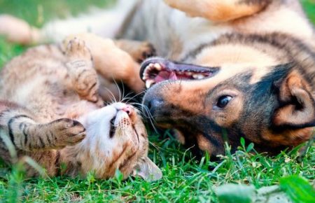 Як собаки і коти допомагають при COVID-19, зокрема і дистанційно?