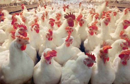 В Кременчуге на птицефабрике погибло 600 тыс. кур из-за остановки работы вентиляции