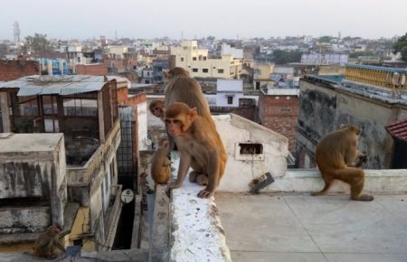 В Індії зграя мавп викрала зразки крові хворих на коронавірус