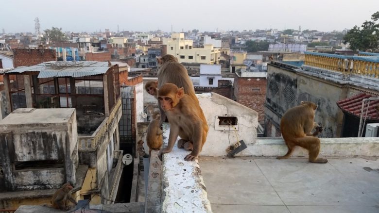 В Індії зграя мавп викрала зразки крові хворих на коронавірус