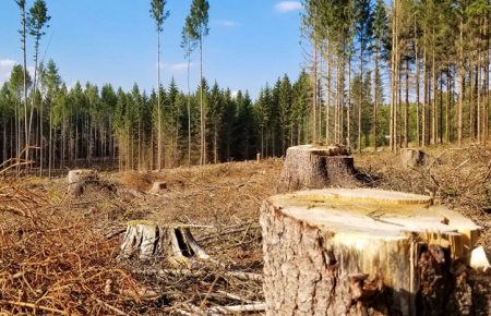 Древесина из Карпат для IKEA: руководство лесоохотничьего предприятия дважды не пускало инспекторов с проверкой