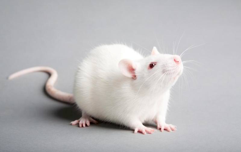 Вчені надрукували штучне вухо всередині миші