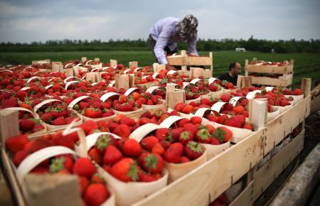 Швеция с 8 июня разрешит въезд сезонным работникам